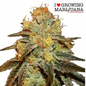 Best Cannabis Seeds - ILGM Bruce Banner - SanLuisObispo