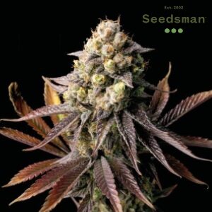 Best Cannabis Seeds - Seedsman Gelat OG - SanLuisObispo