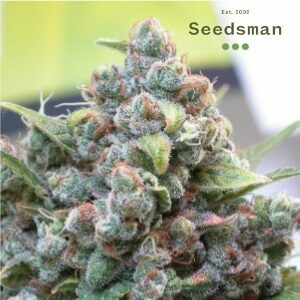Autoflower Seeds - Seedsman White Widow - Sacbee