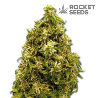 Forbidden Fruit Weed Strain - Rocket Seeds - Sacbee