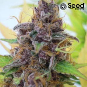 Gelato 33 Weed Strain - Seed Supreme Gelato - Sacbee