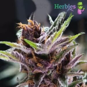 Herbies Seeds Review - Black Cherry Punch - Sacbee