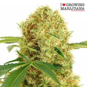 ILGM Review - White Widow - Sacbee