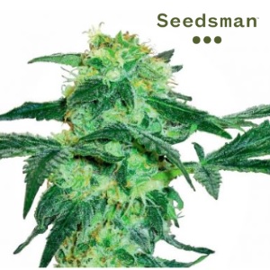 Indica Strains - Seedsman White Ice - Sacbee