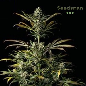 Sativa Strains - Seedsman BlueDream - Sacbee