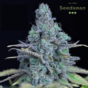 Sativa Strains - Seedsman JackHerer - Sacbee