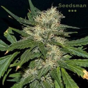 Seedsman Review - NorthernLights Auto - MercedSunStar