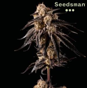 Seedsman Review - Peyote Gorilla Feminized - MercedSunStar