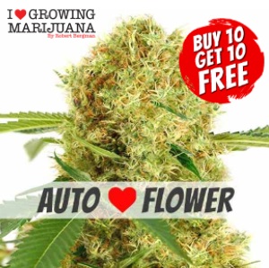Marijuana Seeds for Sale WhiteWidow Auto SanLui
