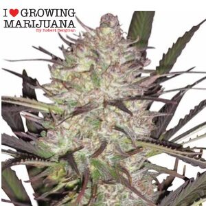 Weed Seeds for Sale Durban Poison Fem Sacbee