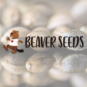 Best Cannabis Seed Banks - Beaver Seeds - Sacbee