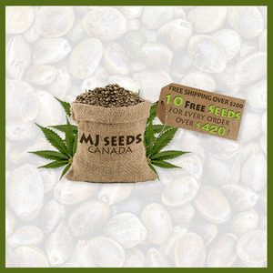 Marijuana Seed Banks - MJ Seeds Canada - BND