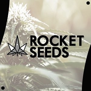 rocket seeds- modbee