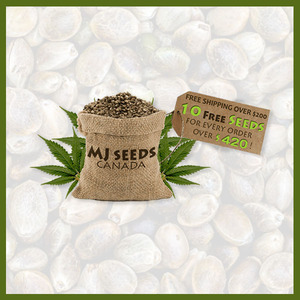 Marijuana Seed Banks - MJ Seeds Canada - BND