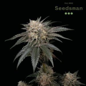 Best Cannabis Seeds - Seedsman Peyote Zkittlez - SanLuisObispo