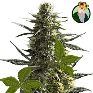 Best Weed Seeds - CropKingSeeds Jack Herer Auto - SanLuisObispo