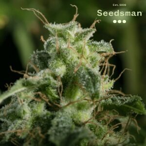 Feminized Seeds - Seedsman Blue Dream - Sacbee