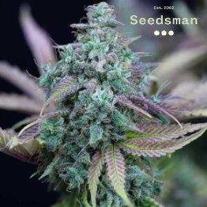 Feminized Seeds - Seedsman Strawberry Cheesecake Auto - Sacbee