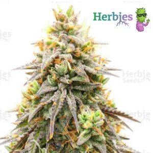 Pineapple Express Weed Strain - Herbies Seeds - Sacbee