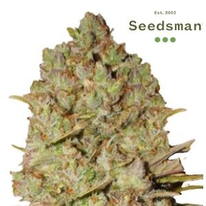 Pineapple Express Weed Strain - Seedsman - Sacbee