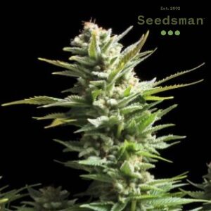 Autoflower Seeds - Seedsman Amnesia Haze - Sacbee