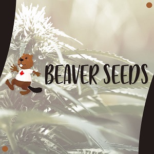 Best Autoflower Seed Banks - Beaver Seeds - Modbee