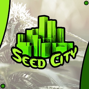Best Autoflower Seed Banks - Seed City- Modbee