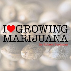 Best Cannabis Seed Banks ILGM Sacbee