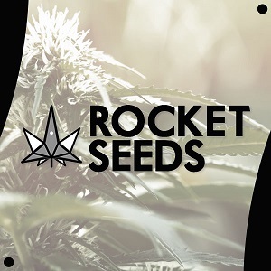 Best Cannabis Seed Banks - Rocket Seeds- Modbee