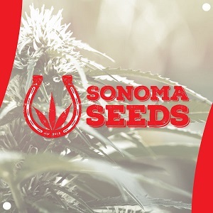 Best Cannabis Seed Banks - Sonoma Seeds - Modbee