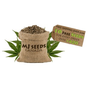 Cannabis Seed Banks - MJSeeds - Inquirer