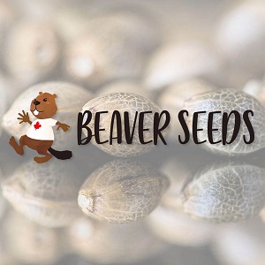 Marijuana Seeds for Sale - Beaver Seeds - Sacbee