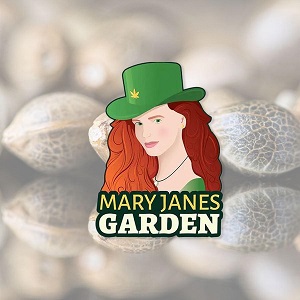 Marijuana Seeds for Sale - Maryjanes Garden - Sacbee