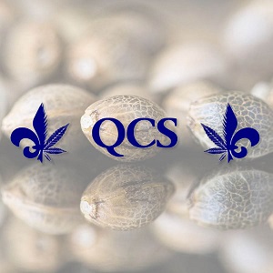 Marijuana Seeds for Sale - QCS - Sacbee