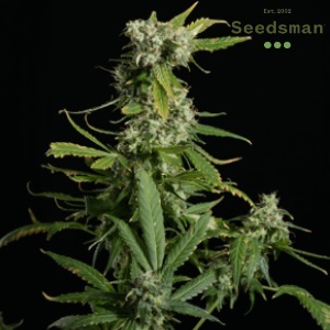 Seedsman Review - Blue Dream - Modbee