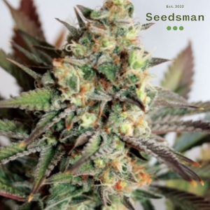 Seedsman Review - Girl Scout Cookies - Modbee