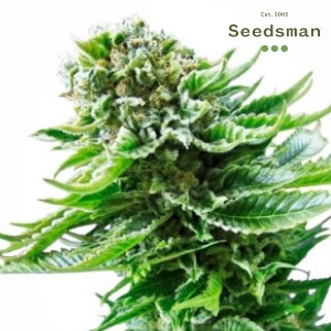Seedsman Review - Northern Lights - Modbee