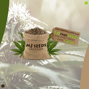 Best Seed Banks USA - MJSeeds - Modbee