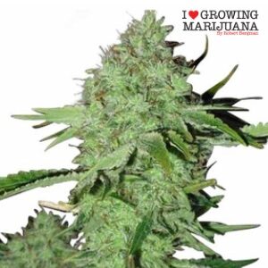 Feminized Seeds - ILGM - CrystalSeeds - Inquirer