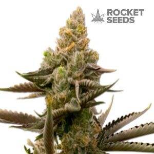 GG4 Weed Strain - Rocket Seeds GG4 - Sacbee