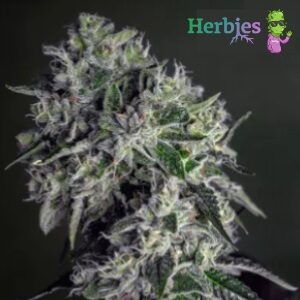 Herbies Seeds Review - Glookies - Sacbee