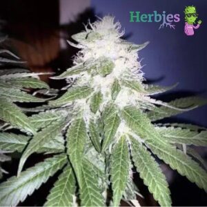 Herbies Seeds Review - Runtz Muffin - Sacbee