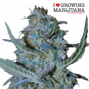 Indica Strains - ILGM Blue Cheese - Sacbee