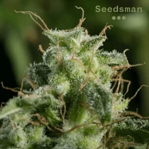 Seedsman Review - Blue Dream Feminized - MercedSunStar