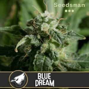 Seedsman Review - Blue Dream - Sacbee