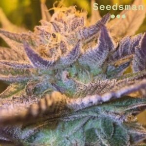 Seedsman Review - Girl Scout Cookies - Sacbee