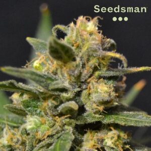 Seedsman Review - Northern Lights Auto - Sacbee