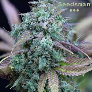 Seedsman Review - Strawberry Cheesecake Auto - MercedSunStar