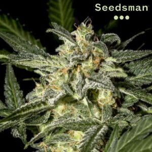 Seedsman Review - White Widow Feminized - Sacbee