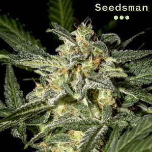 Seedsman Review - White Widow - Sacbee